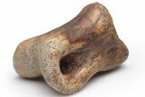 Ornithomimid (Struthiomimus) Toe Bone - Montana #235559-2